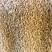 Suri Alpacaのロングコート－１